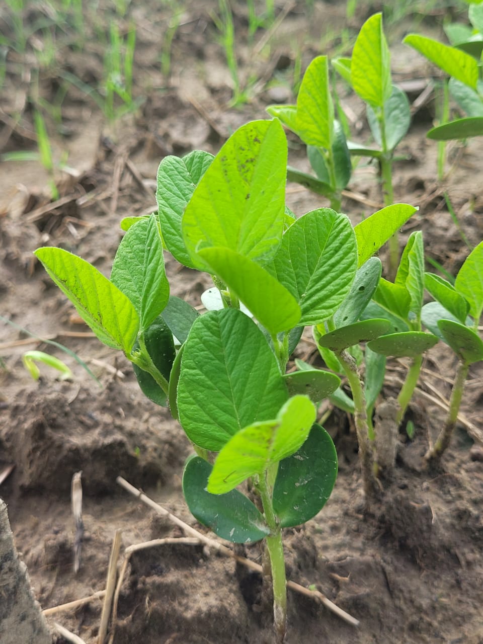 Soybean Field